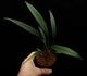 Josefia intricata��[ ���祻�ե���������ȥꥫ���� ]���� PN260501-09 �ۡ� 2023ǯ�˵��ܤ��줿��°����η�ή�ϥ��ȥ��� ��