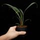 Josefia intricata��[ ���祻�ե���������ȥꥫ���� ]���� PN260501-09 �ۡ� 2023ǯ�˵��ܤ��줿��°����η�ή�ϥ��ȥ��� ��