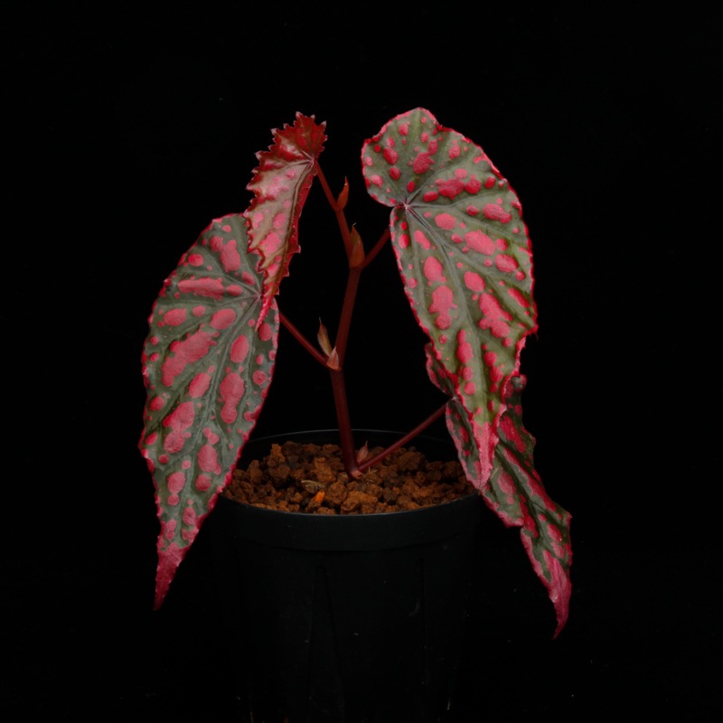 Begonia cv.  ZERONIA / ' AWAKEN '  [ XY-022 ]  �� ZERO PLANTS�ȼ��Υ٥��˥������ʼ� �ۡ� XY-022-Z022 ��