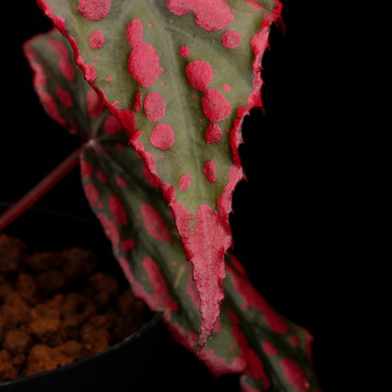 Begonia cv.  ZERONIA / ' AWAKEN '  [ XY-022 ]  �� ZERO PLANTS�ȼ��Υ٥��˥������ʼ� �ۡ� XY-022-Z022 ��