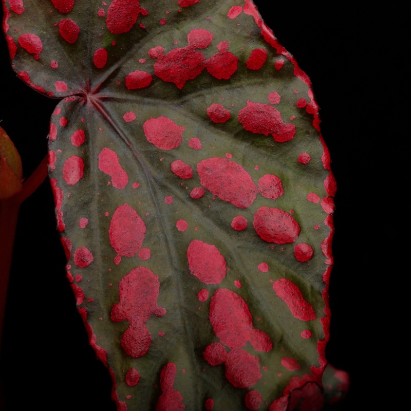 Begonia cv.  ZERONIA / ' AWAKEN '  [ XY-022 ]  �� ZERO PLANTS�ȼ��Υ٥��˥������ʼ� �ۡ� XY-022-Z022 ��