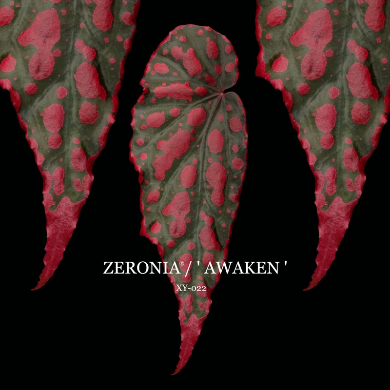 Begonia cv. ZERONIA / ' AWAKEN ' [ XY-022 ] 【 ZERO PLANTS独自の
