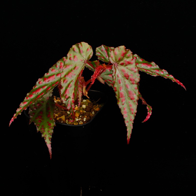 Begonia cv.  ZERONIA / ' AWAKEN '  [ XY-022 ]  �� ZERO PLANTS�ȼ��Υ٥��˥������ʼ� �ۡ� XY-022-Z022 ��