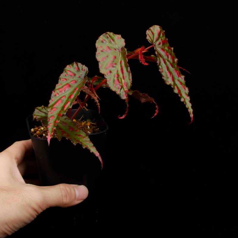 Begonia cv.  ZERONIA / ' AWAKEN '  [ XY-022 ]  �� ZERO PLANTS�ȼ��Υ٥��˥������ʼ� �ۡ� XY-022-Z022 ��