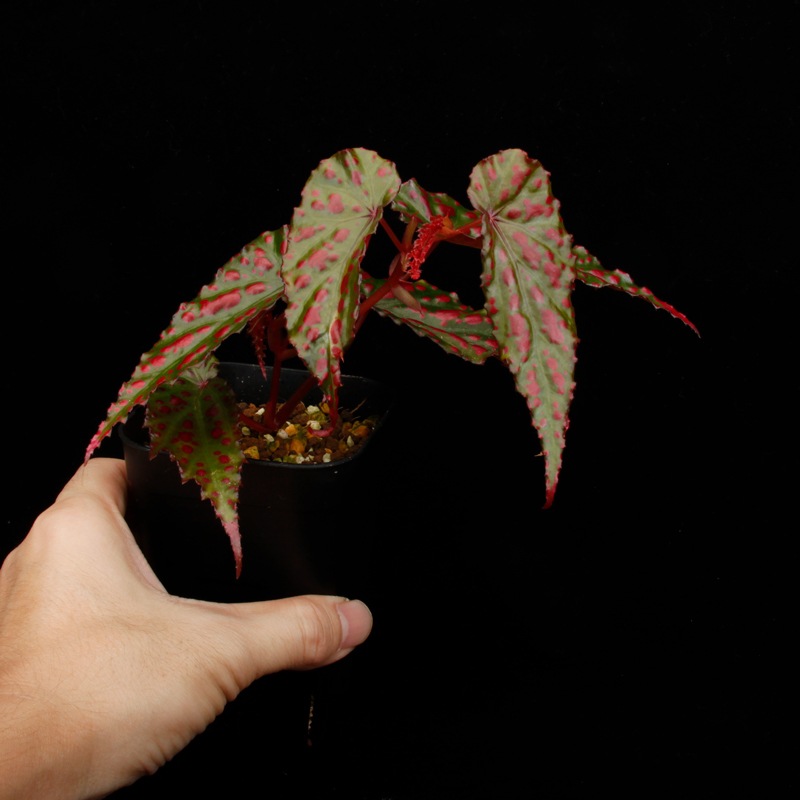 Begonia cv.  ZERONIA / ' AWAKEN '  [ XY-022 ]  �� ZERO PLANTS�ȼ��Υ٥��˥������ʼ� �ۡ� XY-022-Z022 ��
