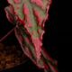 Begonia cv.  ZERONIA / ' AWAKEN '  [ XY-022 ]  �� ZERO PLANTS�ȼ��Υ٥��˥������ʼ� �ۡ� XY-022-Z022 ��