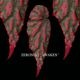 Begonia cv.  ZERONIA / ' AWAKEN '  [ XY-022 ]  �� ZERO PLANTS�ȼ��Υ٥��˥������ʼ� �ۡ� XY-022-Z022 ��