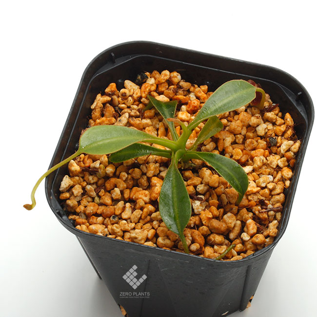 Nepenthes lowii��"Gunung Trusmadi " ��[ �ͥڥ�ƥ������������� ]���� PN190820-10 ��