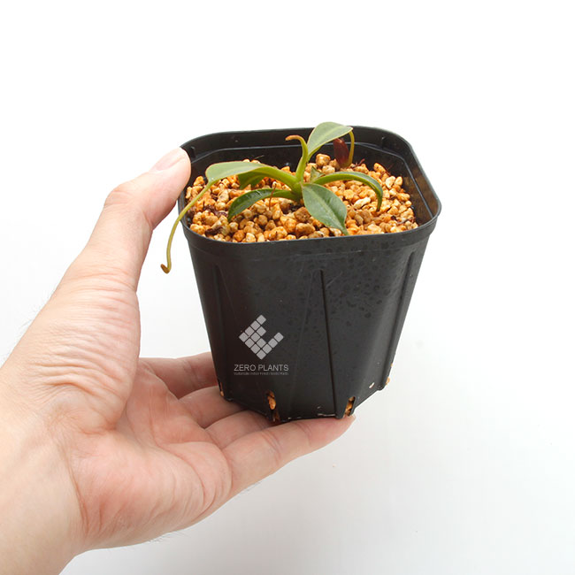 Nepenthes lowii��"Gunung Trusmadi " ��[ �ͥڥ�ƥ������������� ]���� PN190820-10 ��