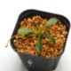 Nepenthes lowii��"Gunung Trusmadi " ��[ �ͥڥ�ƥ������������� ]���� PN190820-10 ��