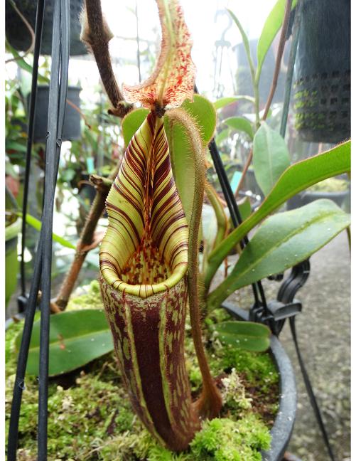 食虫植物N. mollis (ネペンテス モーリス) 食虫植物N. mollis (ネペンテス モーリス)