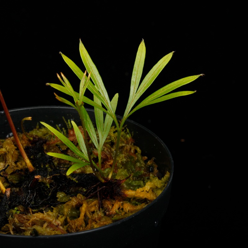 Dipteris lobbiana ��[ �ǥ��ץƥꥹ�����ӥ��� ]���� PN250507-03 ��