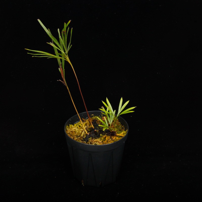 Dipteris lobbiana ��[ �ǥ��ץƥꥹ�����ӥ��� ]���� PN250507-03 ��