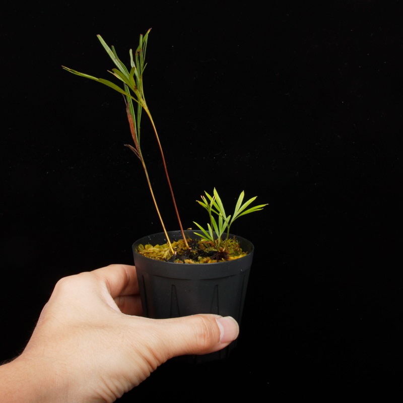 Dipteris lobbiana ��[ �ǥ��ץƥꥹ�����ӥ��� ]���� PN250507-03 ��