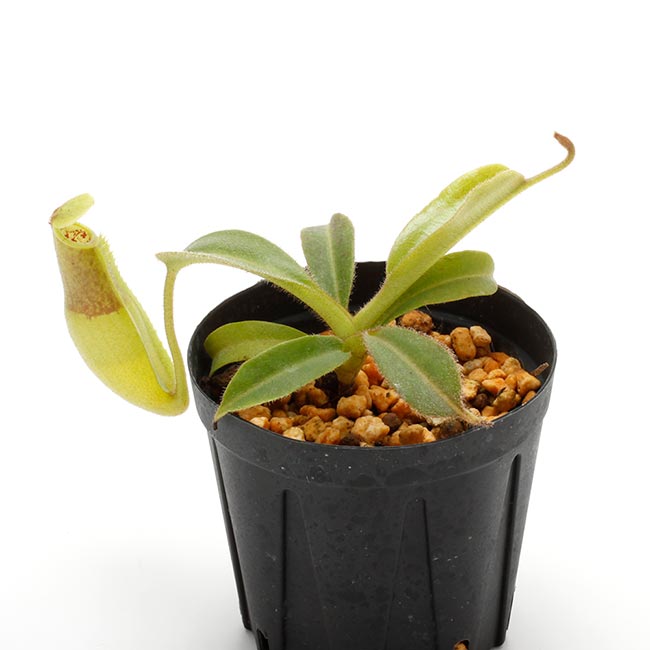 Nepenthes maxima "  Wavy-leaf "��[ �ͥڥ�ƥ����ޥ����� "�������ӡ��꡼��" ]���� Borneo Exotics / BE-3786 �ۡ� PN200205-63 ��