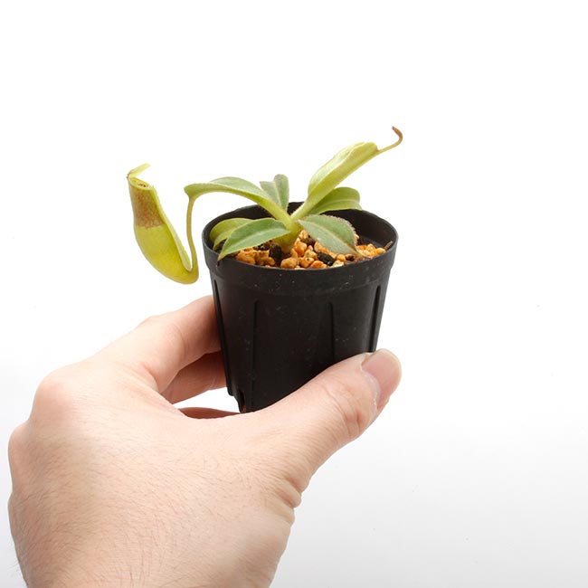 Nepenthes maxima "  Wavy-leaf "��[ �ͥڥ�ƥ����ޥ����� "�������ӡ��꡼��" ]���� Borneo Exotics / BE-3786 �ۡ� PN200205-63 ��