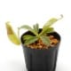 Nepenthes maxima "  Wavy-leaf "��[ �ͥڥ�ƥ����ޥ����� "�������ӡ��꡼��" ]���� Borneo Exotics / BE-3786 �ۡ� PN200205-63 ��