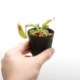 Nepenthes maxima "  Wavy-leaf "��[ �ͥڥ�ƥ����ޥ����� "�������ӡ��꡼��" ]���� Borneo Exotics / BE-3786 �ۡ� PN200205-63 ��