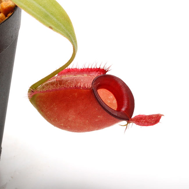 Nepenthes ampullaria " HARLEQUIN "��[ �ͥڥ�ƥ�������ץ�ꥢ "�ϡ��쥯������" ]���� Borneo Exotics / BE-3681 �ۡ� PN220419-07 ��