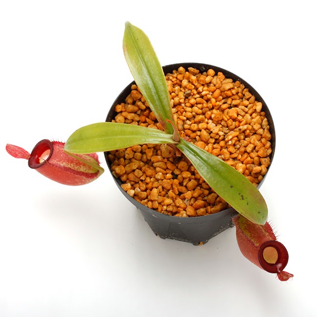 Nepenthes ampullaria " HARLEQUIN "��[ �ͥڥ�ƥ�������ץ�ꥢ "�ϡ��쥯������" ]���� Borneo Exotics / BE-3681 �ۡ� PN220419-07 ��