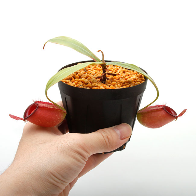Nepenthes ampullaria " HARLEQUIN "��[ �ͥڥ�ƥ�������ץ�ꥢ "�ϡ��쥯������" ]���� Borneo Exotics / BE-3681 �ۡ� PN220419-07 ��