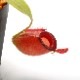 Nepenthes ampullaria " HARLEQUIN "��[ �ͥڥ�ƥ�������ץ�ꥢ "�ϡ��쥯������" ]���� Borneo Exotics / BE-3681 �ۡ� PN220419-07 ��