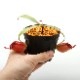 Nepenthes ampullaria " HARLEQUIN "��[ �ͥڥ�ƥ�������ץ�ꥢ "�ϡ��쥯������" ]���� Borneo Exotics / BE-3681 �ۡ� PN220419-07 ��