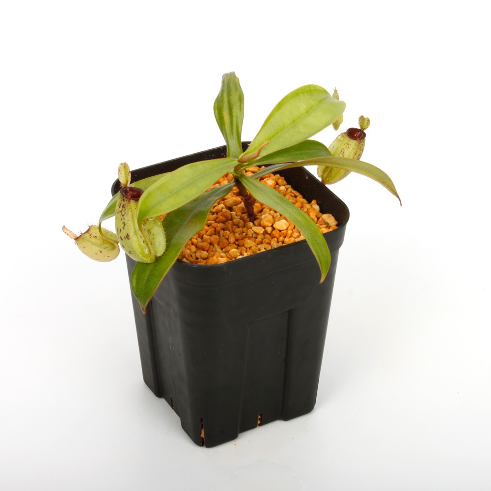 Nepenthes ampullaria " Spotted with Red Lip " ��[ �ͥڥ�ƥ�������ץ�ꥢ ]���� PN241012-06 ��