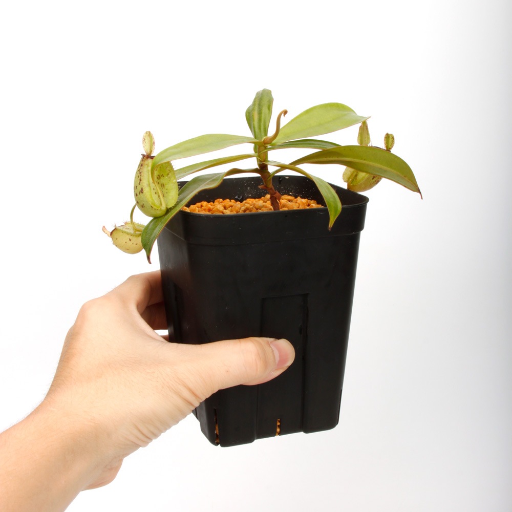 Nepenthes ampullaria " Spotted with Red Lip " ��[ �ͥڥ�ƥ�������ץ�ꥢ ]���� PN241012-06 ��