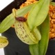 Nepenthes ampullaria " Spotted with Red Lip " ��[ �ͥڥ�ƥ�������ץ�ꥢ ]���� PN241012-06 ��