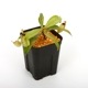Nepenthes ampullaria " Spotted with Red Lip " ��[ �ͥڥ�ƥ�������ץ�ꥢ ]���� PN241012-06 ��
