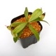Nepenthes ampullaria " Spotted with Red Lip " ��[ �ͥڥ�ƥ�������ץ�ꥢ ]���� PN241012-06 ��