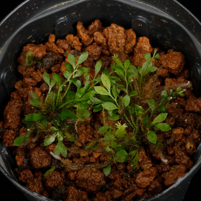 Asplenium holophlebium��[ �����ץ�˥��ࡦ�ۥ��ե�ӥ��� ]�� PN260513-06 ��