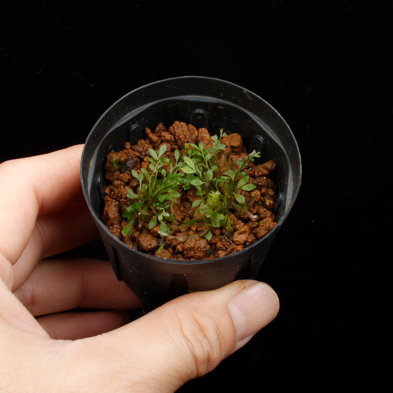 Asplenium holophlebium��[ �����ץ�˥��ࡦ�ۥ��ե�ӥ��� ]�� PN260513-06 ��
