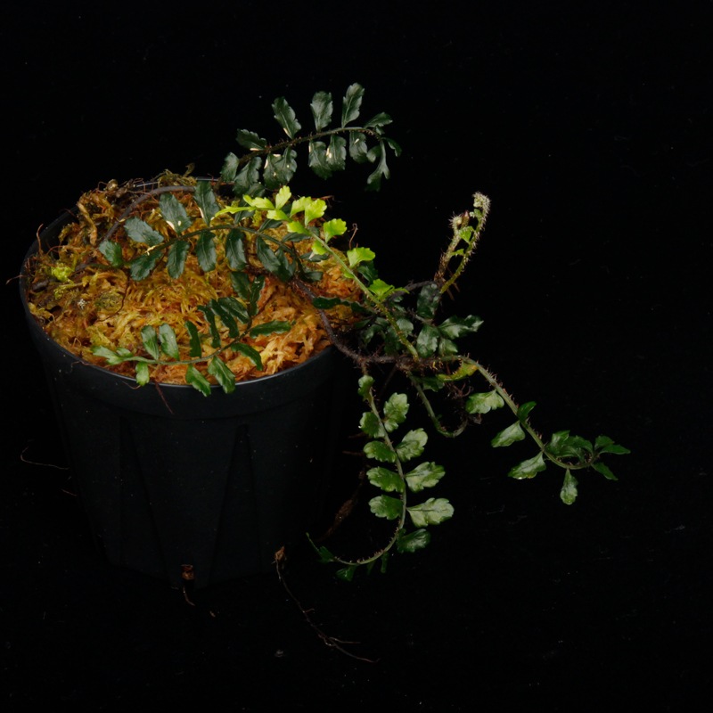 Lomagramma sp." Negros Island "[ ޥ sp. " ͥ " ] PN251020-02 