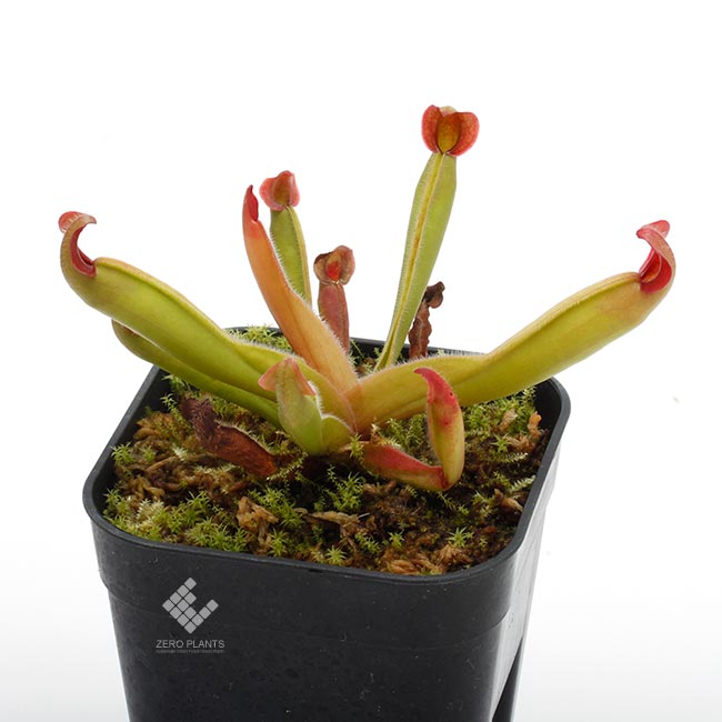 Heliamphora ionasii " llu Tepui, Venezuela "[ إꥢե顦ʥ ] PN190209-02 