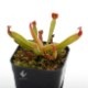 Heliamphora ionasii " llu Tepui, Venezuela "[ إꥢե顦ʥ ] PN190209-02 