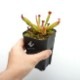 Heliamphora ionasii " llu Tepui, Venezuela "[ إꥢե顦ʥ ] PN190209-02 