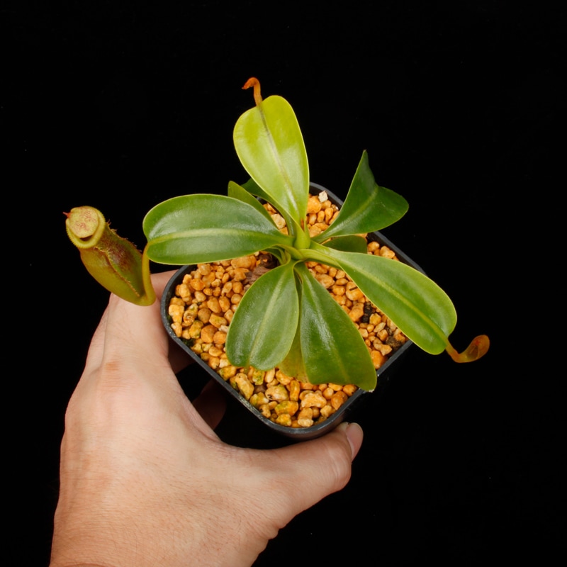 Nepenthes maxima  x (lowii x macrophylla)��[ �ͥڥ�ƥ����ޥ����� x (���������� x �ޥ����ե��� ]���� Borneo Exotics / BE-3709 �ۡ� PN260728-08 ��