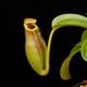 Nepenthes maxima  x (lowii x macrophylla)��[ �ͥڥ�ƥ����ޥ����� x (���������� x �ޥ����ե��� ]���� Borneo Exotics / BE-3709 �ۡ� PN260728-08 ��