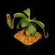 Nepenthes maxima  x (lowii x macrophylla)��[ �ͥڥ�ƥ����ޥ����� x (���������� x �ޥ����ե��� ]���� Borneo Exotics / BE-3709 �ۡ� PN260728-08 ��