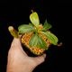 Nepenthes maxima  x (lowii x macrophylla)��[ �ͥڥ�ƥ����ޥ����� x (���������� x �ޥ����ե��� ]���� Borneo Exotics / BE-3709 �ۡ� PN260728-08 ��