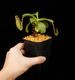 Nepenthes maxima  x (lowii x macrophylla)��[ �ͥڥ�ƥ����ޥ����� x (���������� x �ޥ����ե��� ]���� Borneo Exotics / BE-3709 �ۡ� PN260728-08 ��
