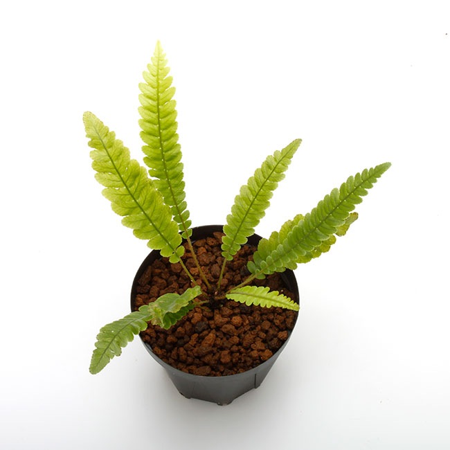 Blechnum obtusatum var. obtusatum [ ブレクナム・オブツサタム