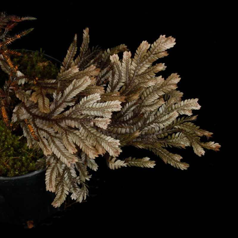 Selaginella sp. ' Davao, Mindanao '[ 饸ͥ sp. ' ߥʥХ ' ] PN251020-03 