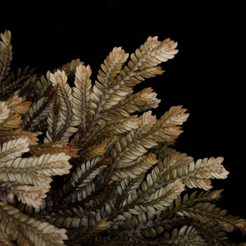 Selaginella sp. ' Davao, Mindanao '[ 饸ͥ sp. ' ߥʥХ ' ] PN251020-03 