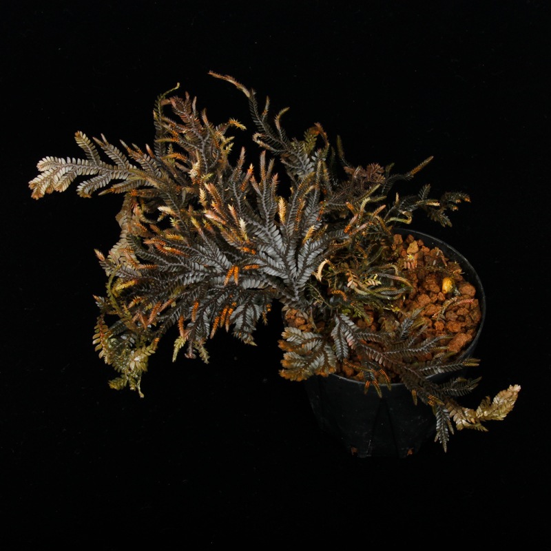 Selaginella sp. ' Davao, Mindanao '[ 饸ͥ sp. ' ߥʥХ ' ] PN251020-03 