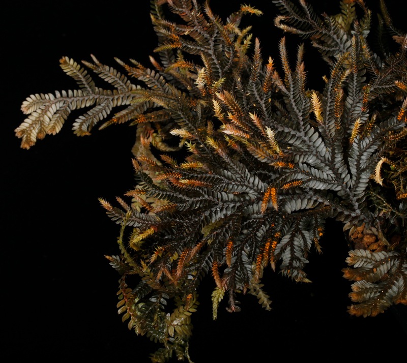 Selaginella sp. ' Davao, Mindanao '[ 饸ͥ sp. ' ߥʥХ ' ] PN251020-03 