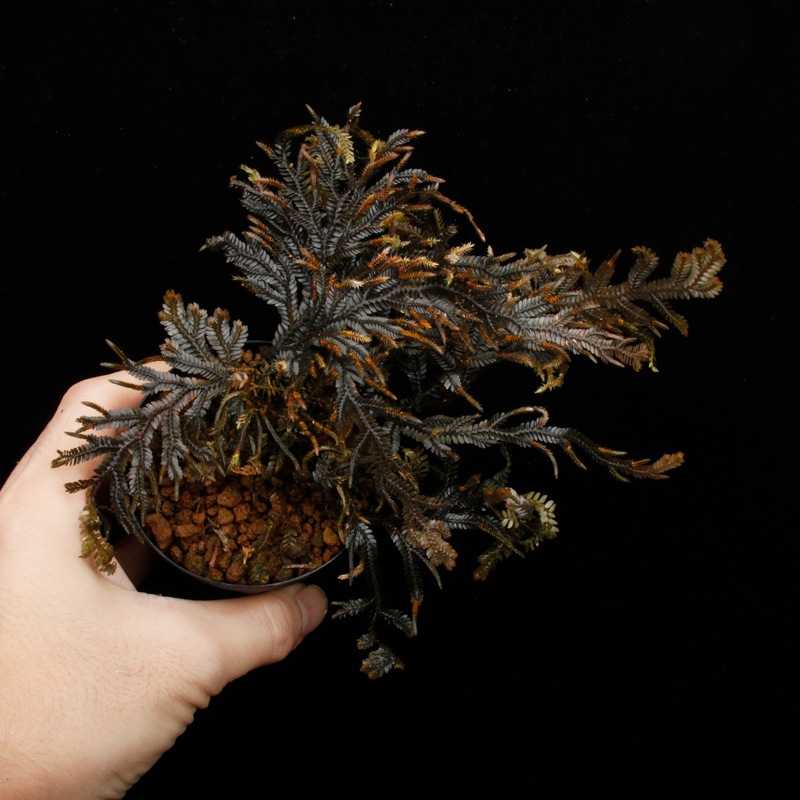 Selaginella sp. ' Davao, Mindanao '[ 饸ͥ sp. ' ߥʥХ ' ] PN251020-03 