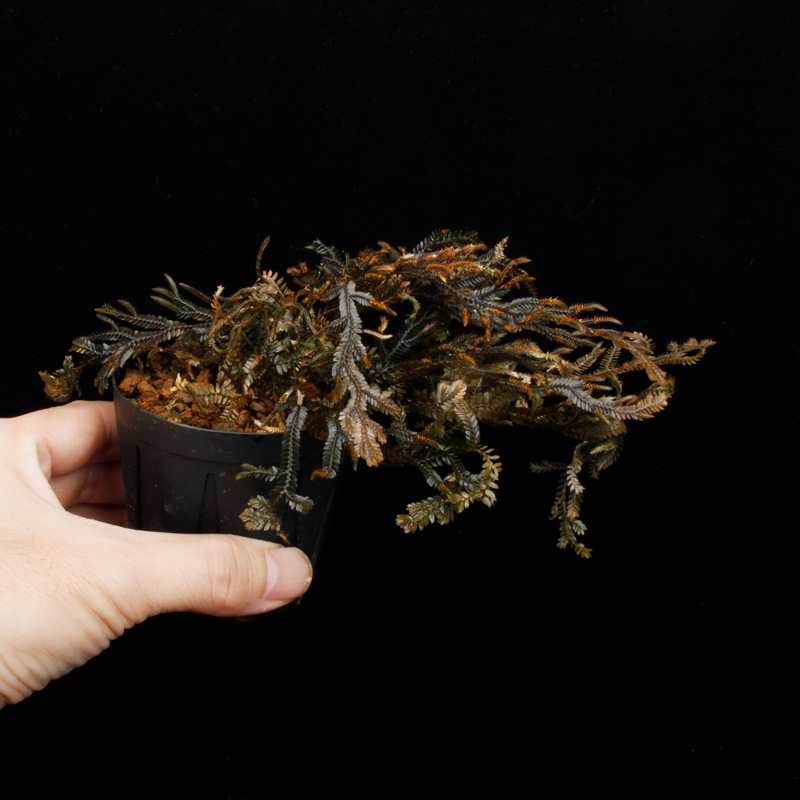 Selaginella sp. ' Davao, Mindanao '[ 饸ͥ sp. ' ߥʥХ ' ] PN251020-03 